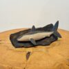 Mako Shark