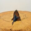 Tilted Tail